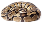 The Awesome Pythons