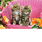 Cute Kittens II