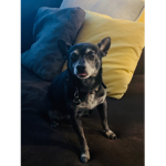 THE DOG DUKE