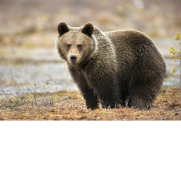 Sirvive from russian bear