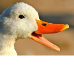 ducks are nice animals