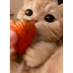 ᴘɪɴᴋʏ ʙᴇᴇ