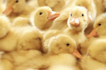 Duckz_club