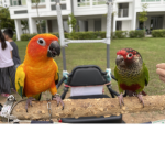 Parrots Studio