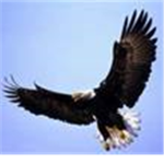 The eagle of army E.A