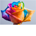 The Rose Society