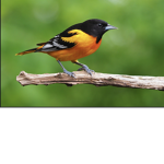 The party birds