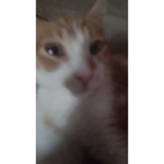 XxZorritos_Kawwai7w7xX