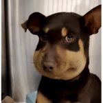 Ethnical