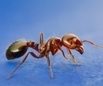Ant Brothers