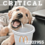 彡Criticals彡