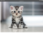 Happy kitten
