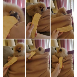Addie's Pomeranian Loving Group's headquarters