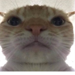 Smug Cat Army