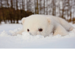 Polar bear group :3