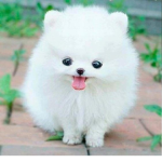 ADog-LOver