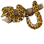 The Python Society