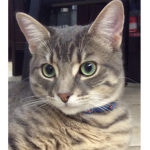 - The Cat Kingdom-