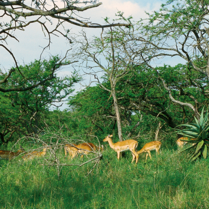 Lions Stalking Roblox music