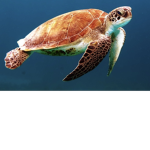 Sea Turtles United