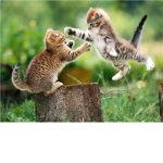 Feline's