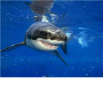 Club Shark Attack Group