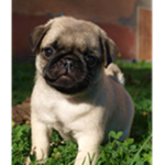 Mustache Pugs