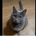 BlueCatClubGamer