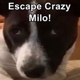 Escape Crazy Milo!