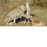 Savannah Animal Spare
