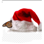 .o.aesthetic butterflies.o.