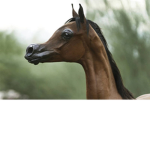 we are all horses
