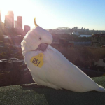 we love cockatoos