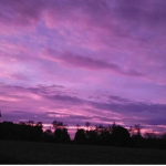 cutie purple