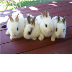 Group Thumbnail