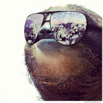 THESLOTHGANG