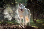 COOPER&KODA fans