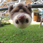 the sloth's :D