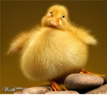 duck men