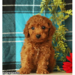 Puppy world forever