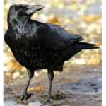 Crowless Group Thumbnail