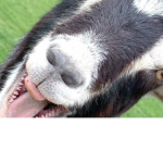GOATS!!!