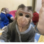 MoneyMonkeyMels