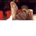 sloth memes are awsome