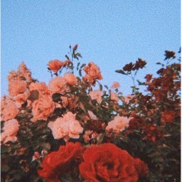 ❀