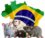 軍隊 Ratos roedores 軍隊