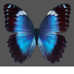 Butterflies of R