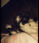 Hush pups