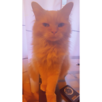 KITTYCATKITTYCAT