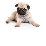 Keep Calm & Love Pugs